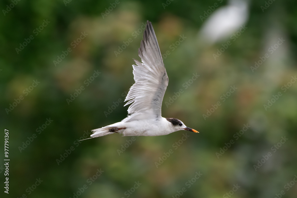 Fototapeta premium common tern or Sterna hirundo, a seabird at Sasoon in Mumbai Maharashtra, India