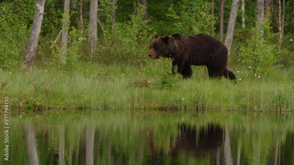 Brown bear walking in forest, morning light. Dangerous animal in nature taiga and meadow habitat. Wildlife scene from Finland near Russian border. Cotton grass bloom around the lake, summer. Brown bear walking in forest, morning light. Dangerous animal in nature taiga and meadow habitat. Wildlife scene from Finland near Russian border. Cotton grass bloom around the lake, summer.