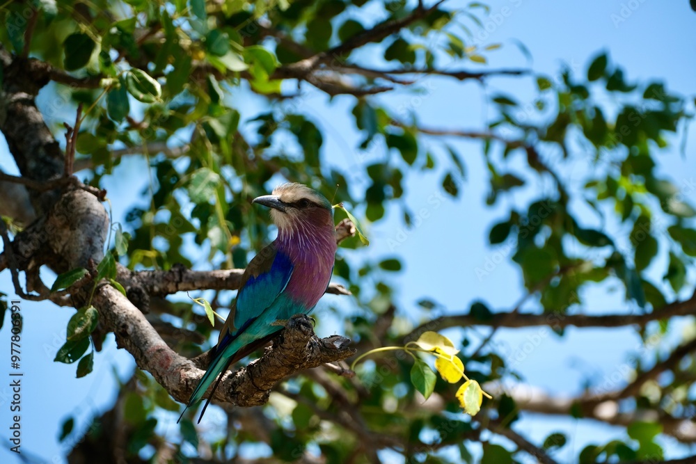 Lilac breasted roller, sideview but looking back Lilac breasted roller, sideview but looking back