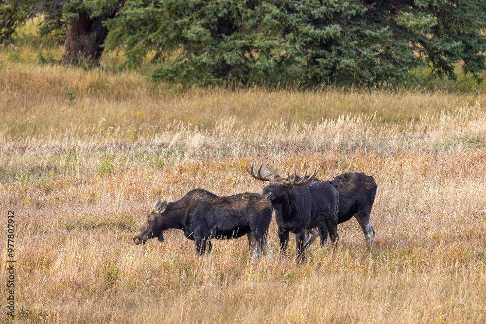 Bull and Cow Moose Rutting in Autumn in Wyoming Bull and Cow Moose Rutting in Autumn in Wyoming
