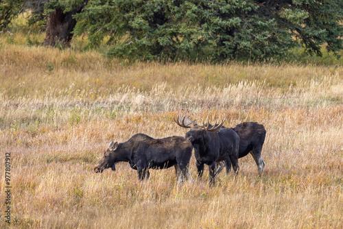 Bull and Cow Moose Rutting in Autumn in Wyoming