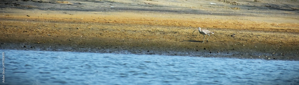 Eurasian Curlew is spotted from Vallikkunnu . It's scientific name- Numenium arquata. migratory shorebird, a distinctive curved bill. breeds in Asia, Europe and arctic regions. Eurasian Curlew is spotted from Vallikkunnu . It's scientific name- Numenium arquata. migratory shorebird, a distinctive curved bill. breeds in Asia, Europe and arctic regions.