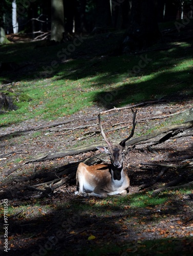 kleiner Hirsch