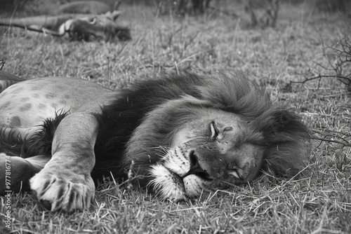 An image of a lion pride resting in the savannah, their regal presence and familial bonds embodying the essence of the African wildernes