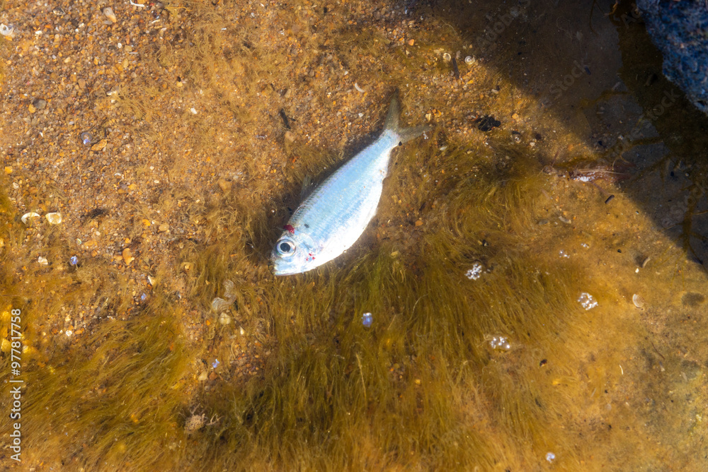 Φωτογραφία View of a dead fish floating in the water at the beach in the city of Itacare, Bahia, Brazil