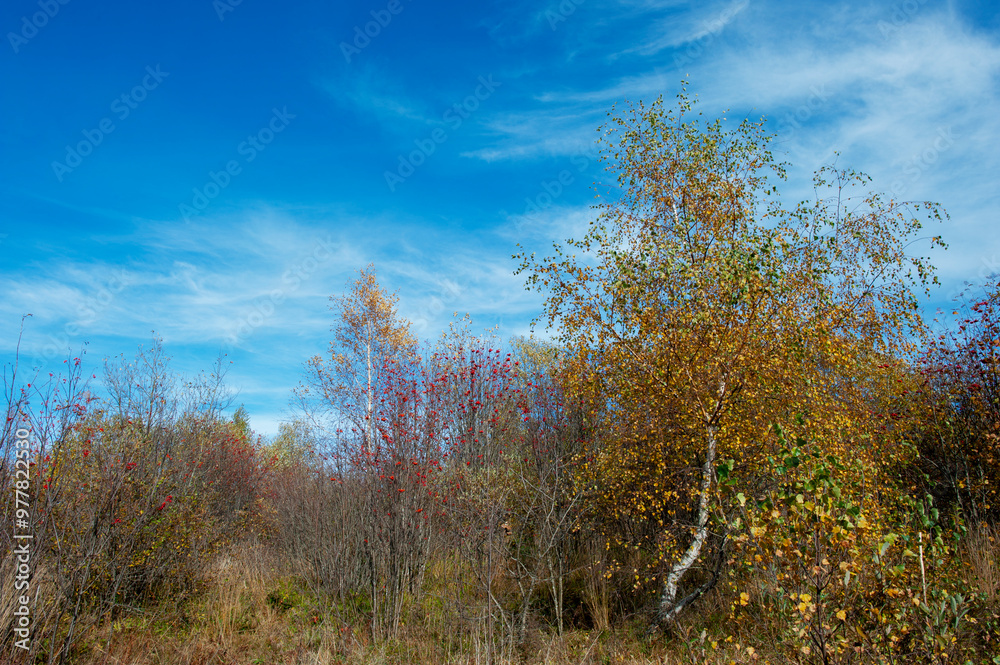 A scenic view of mountain peaks under the sun on a forest ridge on a mountainside with golden aspens and bright autumn colors creating a virtual color palette. A scenic view of mountain peaks under the sun on a forest ridge on a mountainside with golden aspens and bright autumn colors creating a virtual color palette.