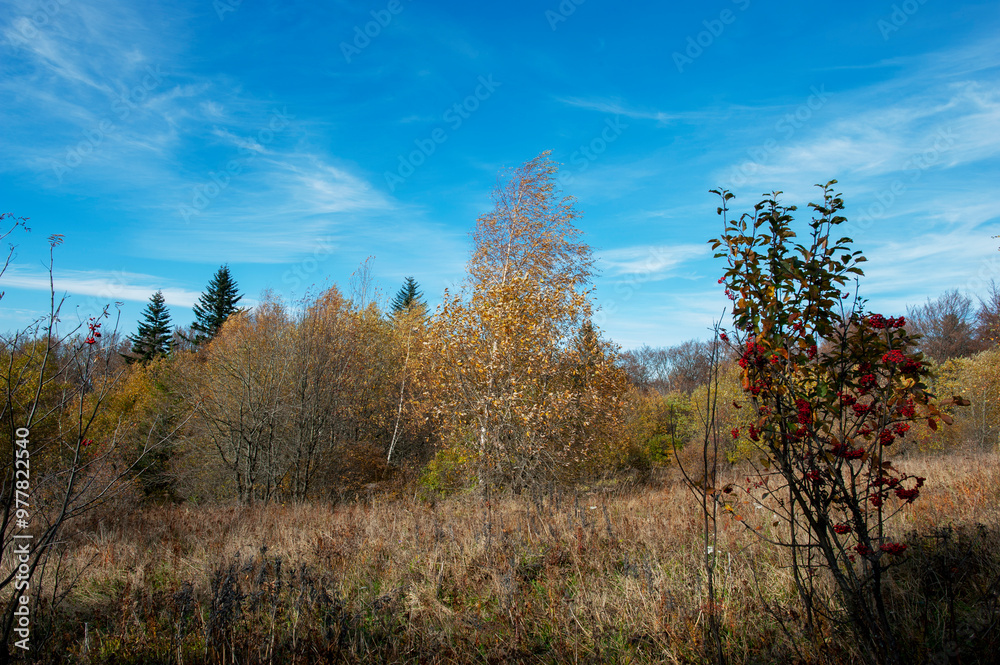 A scenic view of mountain peaks under the sun on a forest ridge on a mountainside with golden aspens and bright autumn colors creating a virtual color palette. A scenic view of mountain peaks under the sun on a forest ridge on a mountainside with golden aspens and bright autumn colors creating a virtual color palette.