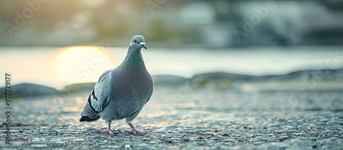 Close up of a wild gray dove A wild pigeon is strolling on gray pavement A gray dove is walking along the waterfront. Copy space image. Place for adding text and design photo