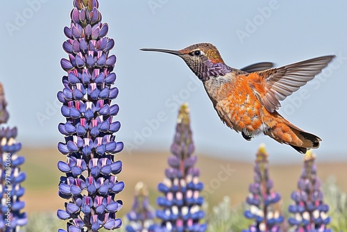 A Photography of A close-up of a wildflower meadow in full bloom, with a variety of colorful blossoms, attracting butterflies and hummingbirds, a vibrant oasis in the wilderne