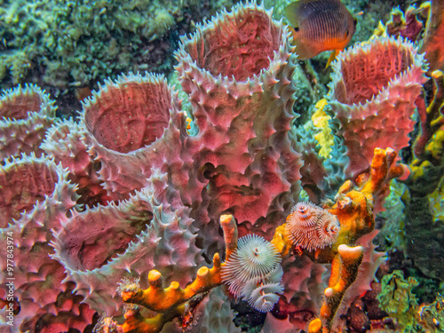 branching vase sponge,Callyspongia ,Cladochalina, aculeata