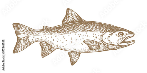 Salmon fish, seafood, sketch. Vintage retro print, seafood salmon fish sketch, sea life, ink pencil style drawing engrave old school sketch, hand drawn. Sketch artwork salmon fish. Vector Illustration