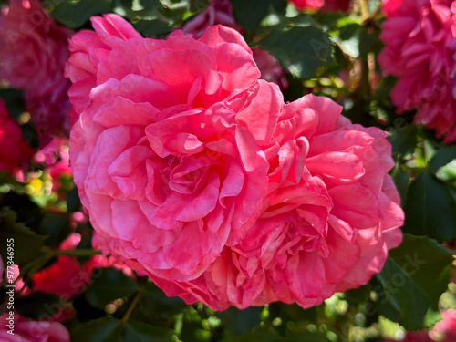 Pink roses flowers beautiful bright blossom