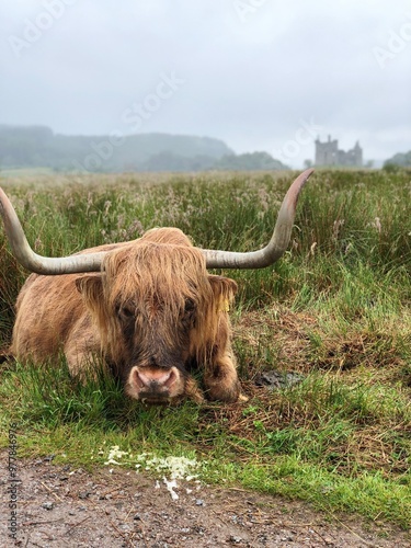 scottish highland cow in a field