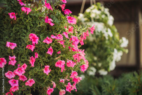 Baskets of hanging petunia flowers on balcony. Petunia flower in ornamental plant.