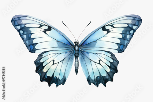Blue butterfly watercolor illustration