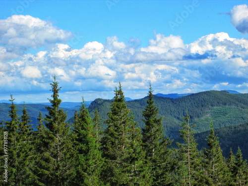 Beautiful Spruce Forest in the Mountains