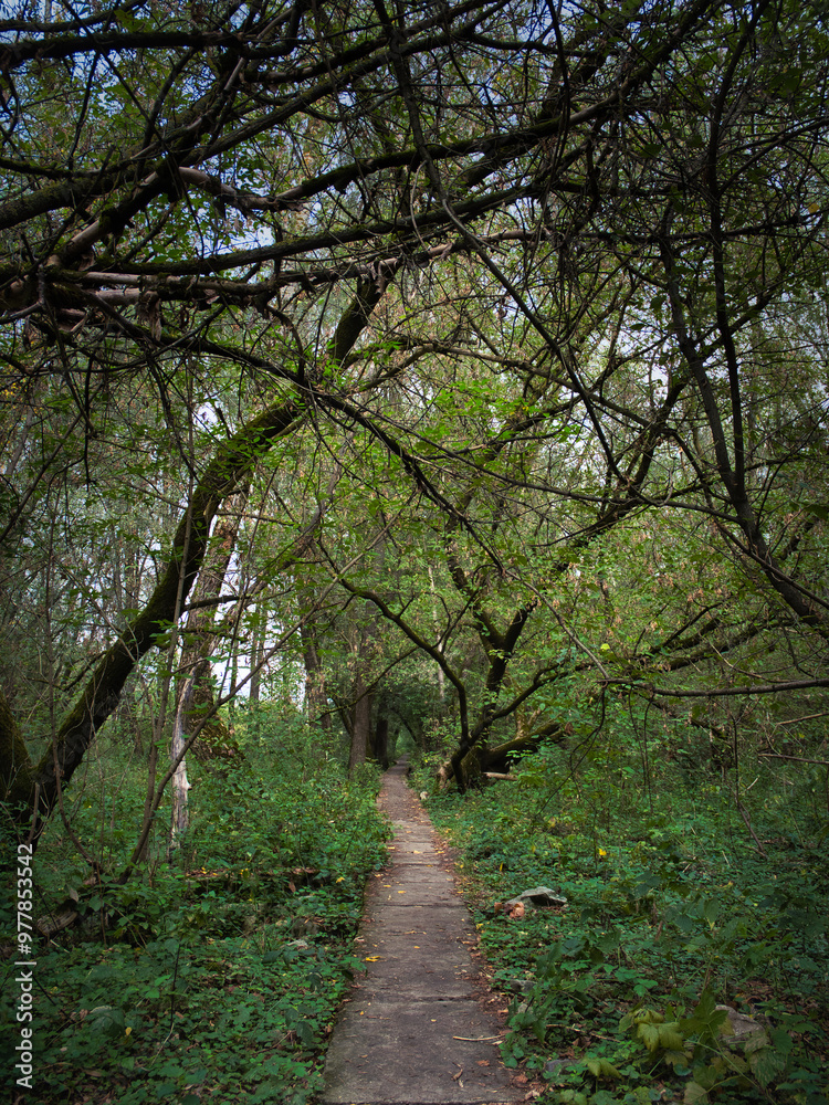 15 September 2024, trees near Vistula River in Warsaw, Poland. Before the flood in 2024, low water level in the Vistula River in Warsaw. 15 September 2024, trees near Vistula River in Warsaw, Poland. Before the flood in 2024, low water level in the Vistula River in Warsaw.