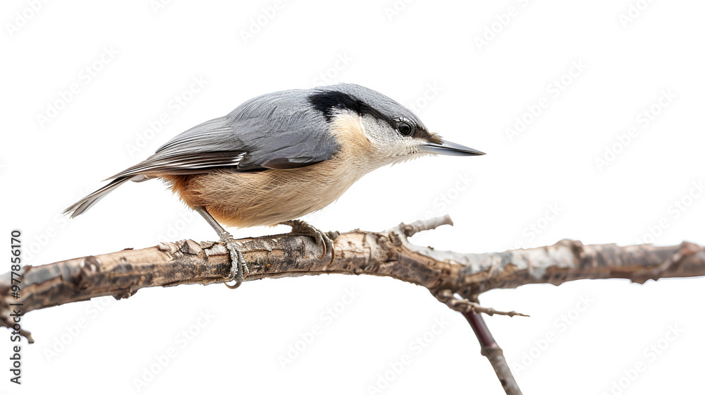 Naklejka premium A small nuthatch creeping along a branch on a white background with copy space, head pointed downward