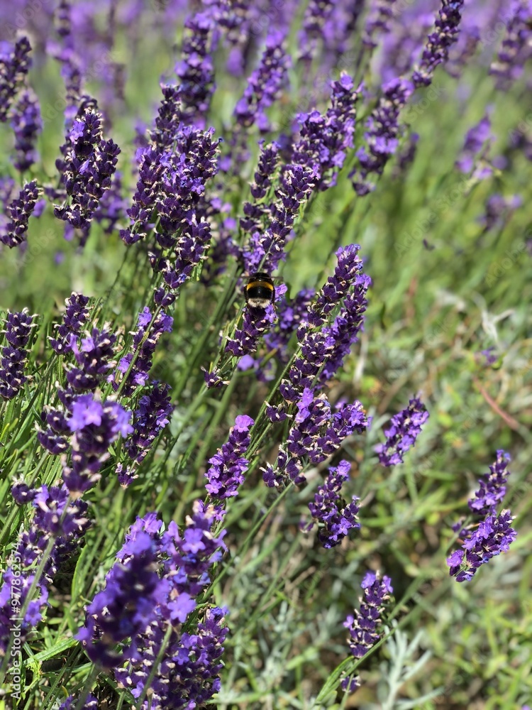 Naklejka premium lavender flowers in the garden