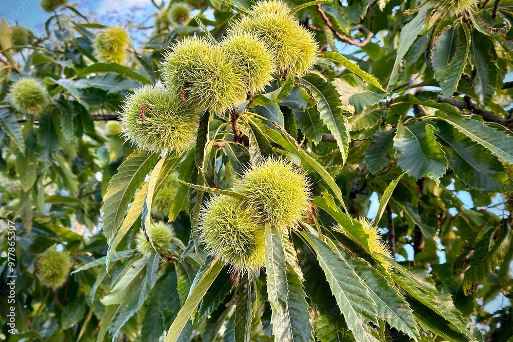 Close-up of a chestnut tree branch with green spiky husks growing among leaves. Close-up of a chestnut tree branch with green spiky husks growing among leaves.