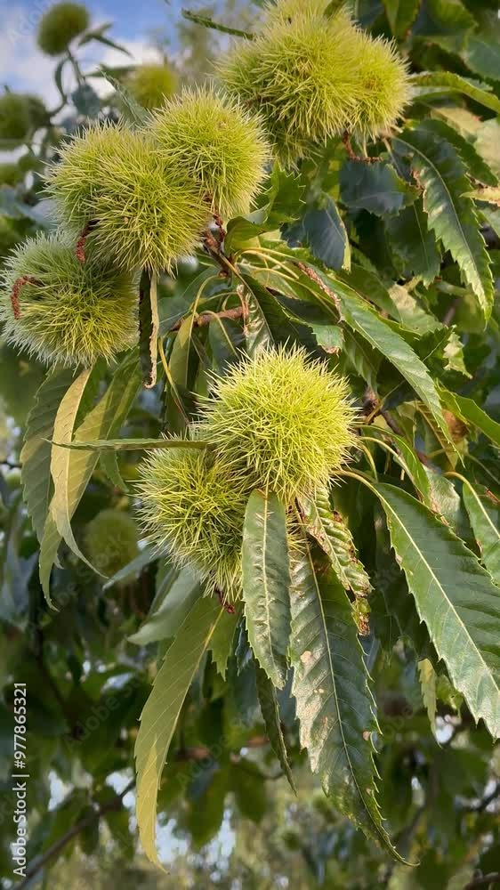 Close-up of a chestnut tree branch with green spiky husks growing among leaves. Close-up of a chestnut tree branch with green spiky husks growing among leaves.
