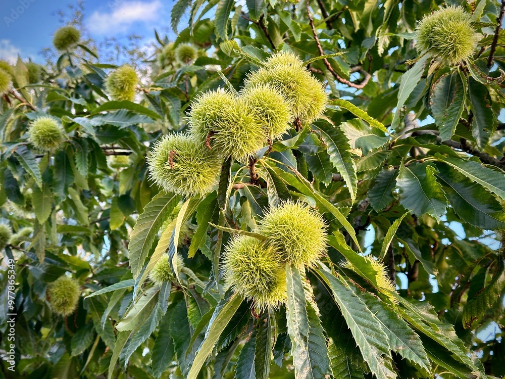 Close-up of a chestnut tree branch with green spiky husks growing among leaves. Close-up of a chestnut tree branch with green spiky husks growing among leaves.