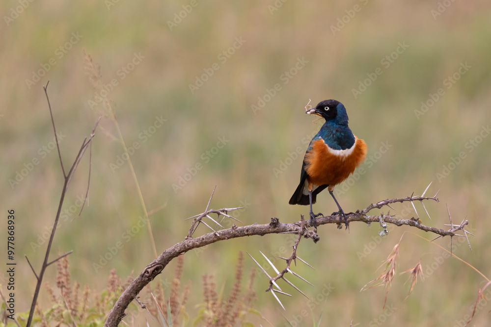 Superb starling (Lamprotornis superbus) on a branch Superb starling (Lamprotornis superbus) on a branch