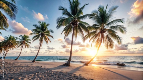 Sunset and palm trees
