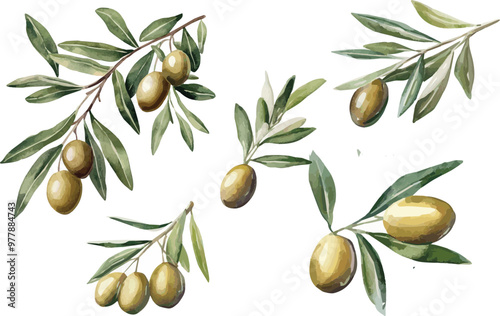 Green olives with leaves isolated on a white background, vector illustration set