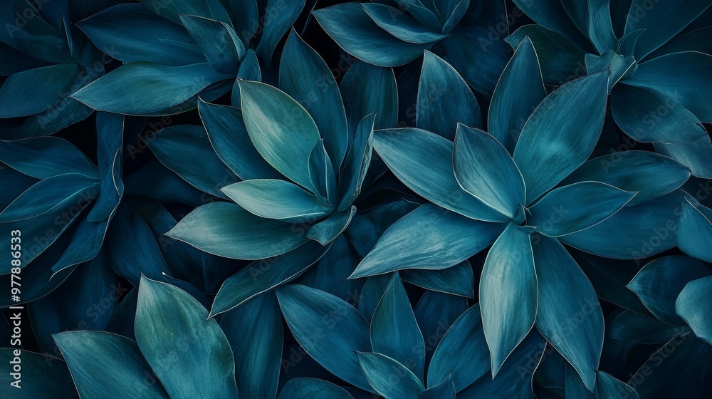 A striking image of the soft texture of Agave attenuata leaves, featuring dark, lush succulent details set against a blue-toned tropical background