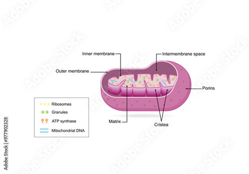 mitochondrion structure. Anatomy of mitochondrion. ATP synthase, Cristae, Ribosomes (mitoribosome), Granule, Porins, DNA, Matrix, inner and outer membrane. Scientific educational vector illustration. photo