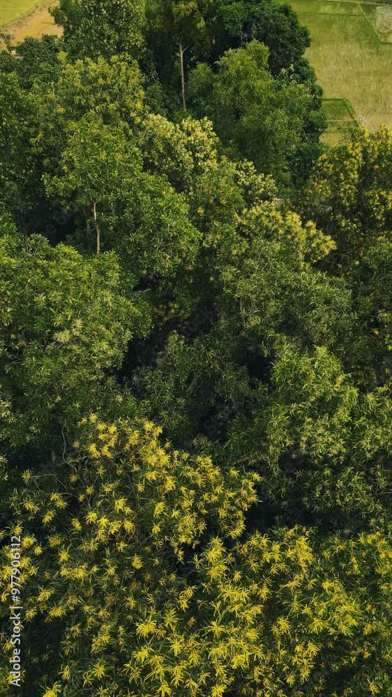 Earleaf Trees: A Blend of Greenery and Blossoms Earleaf Trees: A Blend of Greenery and Blossoms