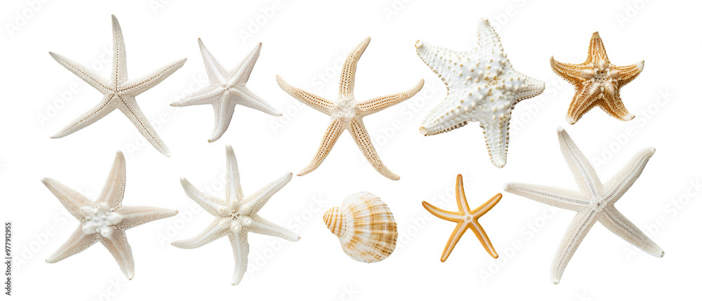 Collection of starfish and seashells isolated on transparent background Collection of starfish and seashells isolated on transparent background