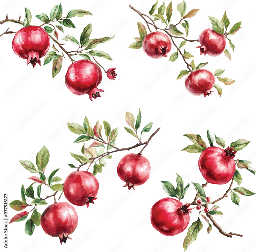 Red pomegranate branches, vector illustration set, isolated white background Red pomegranate branches, vector illustration set, isolated white background