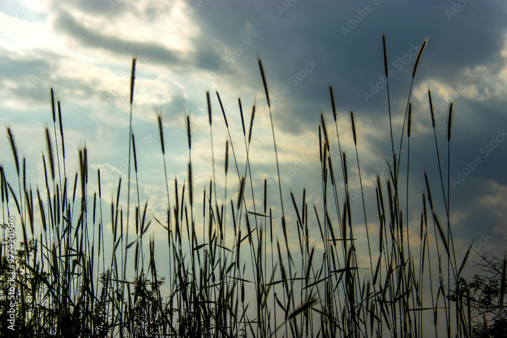 reeds in the morning reeds in the morning