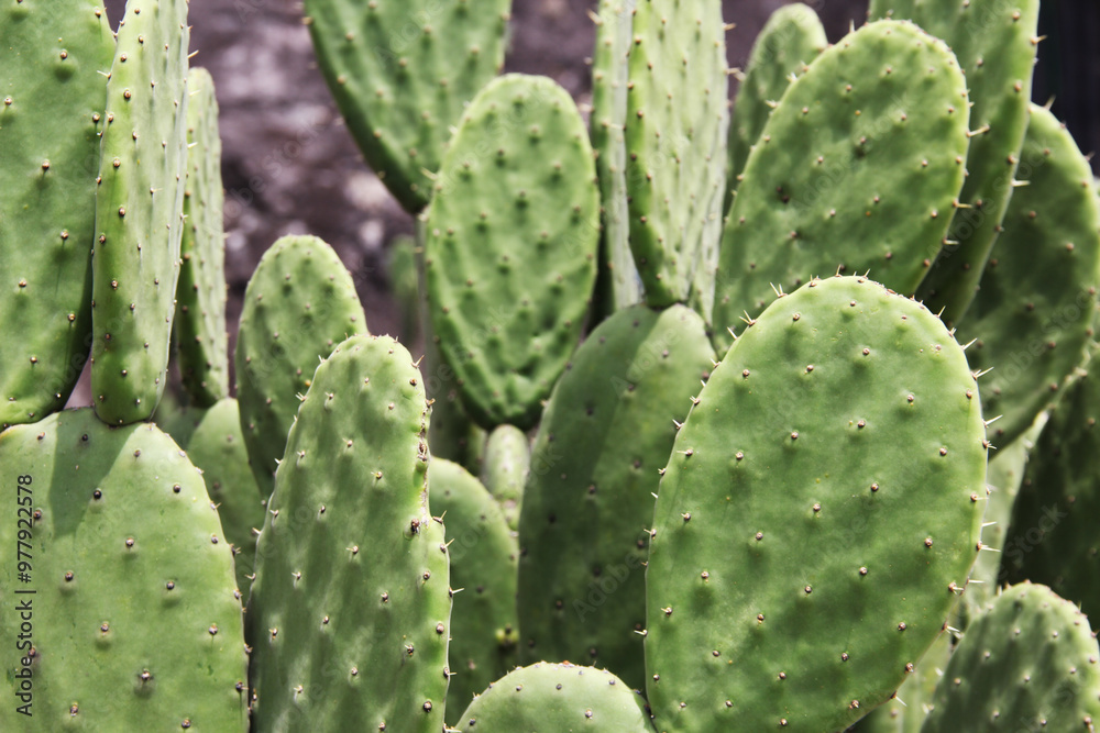 Nopal, nopalera Nopal, nopalera