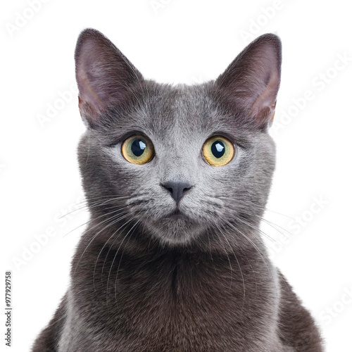 A cute Russian Blue cat, with a close-up of its face, is isolated on a transparent background.