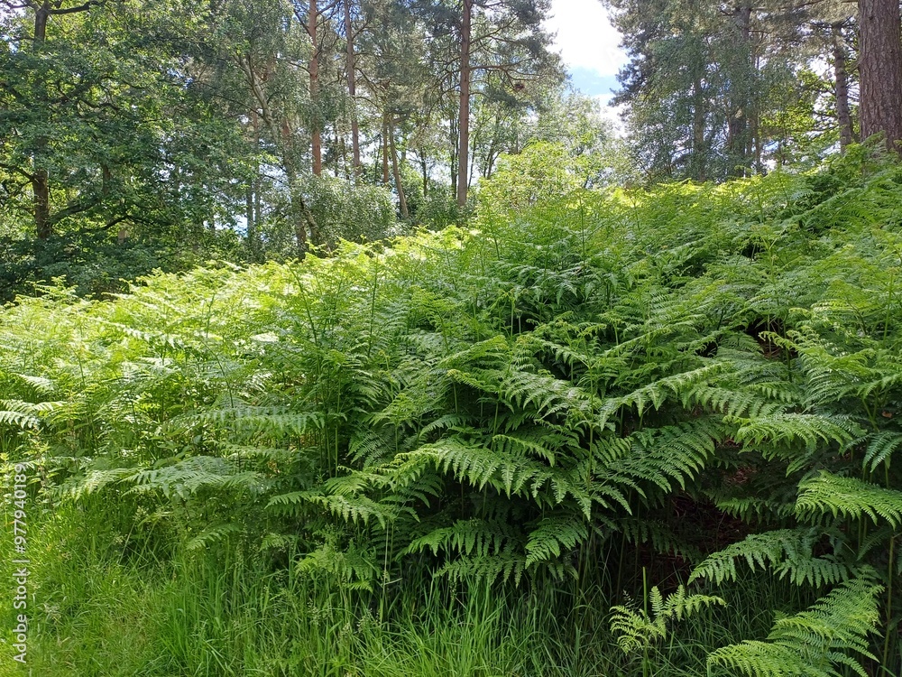 Tall growing ferns, Broak Woods, Suffolk, UK, May 2024