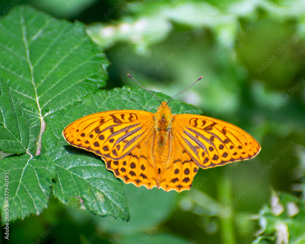 Mariposa Argynnis paphia en la Selva de Irati, Pirineo Navarro Mariposa Argynnis paphia en la Selva de Irati, Pirineo Navarro