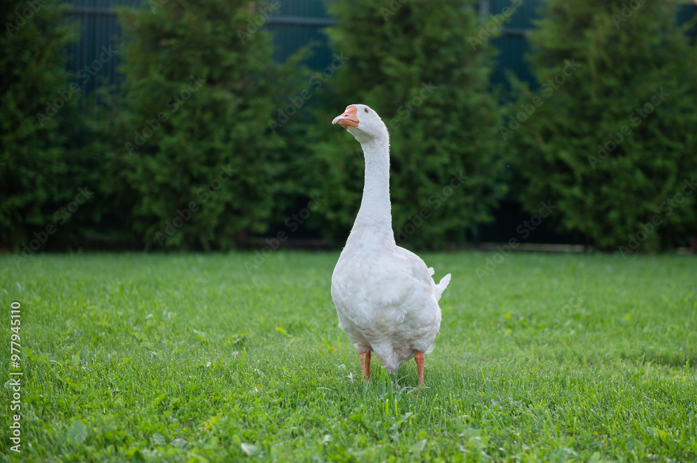 funny bird white goose walks in the summer on a green lawn in nature on a farm funny bird white goose walks in the summer on a green lawn in nature on a farm