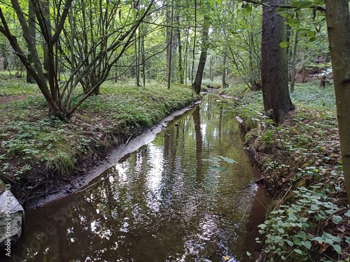 river, forest, polish woods, wisniowa, bagieniec, summer, lower silesia, june 2024, green, nature, bridle walk, walking, poland photo