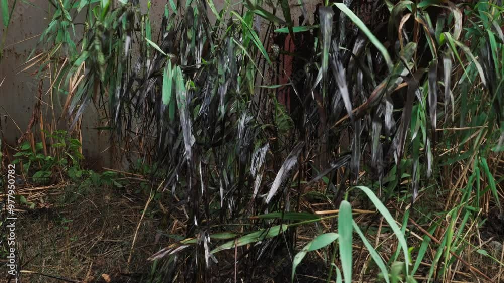 Grass covered in black crude oil sways against the backdrop of an oil tank. Environmental damage and pollution Grass covered in black crude oil sways against the backdrop of an oil tank. Environmental damage and pollution