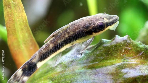 Otocinclus affinis macro view. Aquarium fish catfish rested on a leaf of cryptocoryne and begins to eat algae photo