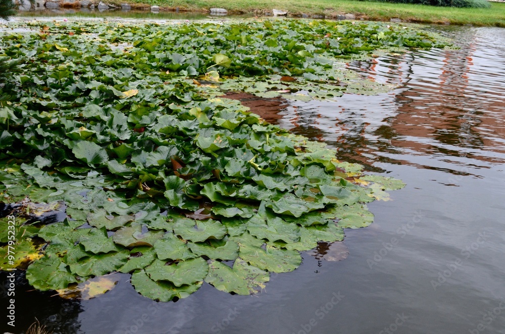 pond with blooming lotuses water lily pond with blooming lotuses water lily