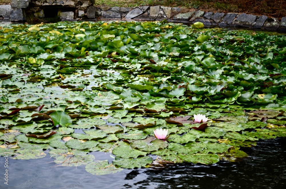 pond with blooming lotuses water lily pond with blooming lotuses water lily