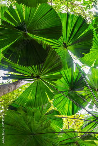 Palm trees in tropical rainforest in Daintree River National Park in Queensland, Australia. 