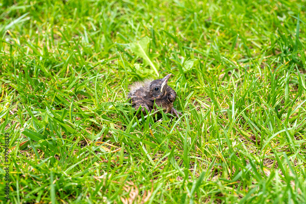 Thrush young bird in the green grass at spring. Thrush baby bird fell from its nest. Thrush young bird in the green grass at spring. Thrush baby bird fell from its nest.