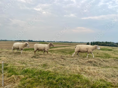 Schafe auf dem Deich in Büsum an der Nordsee