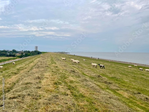 Schafe auf dem Deich in Büsum an der Nordsee