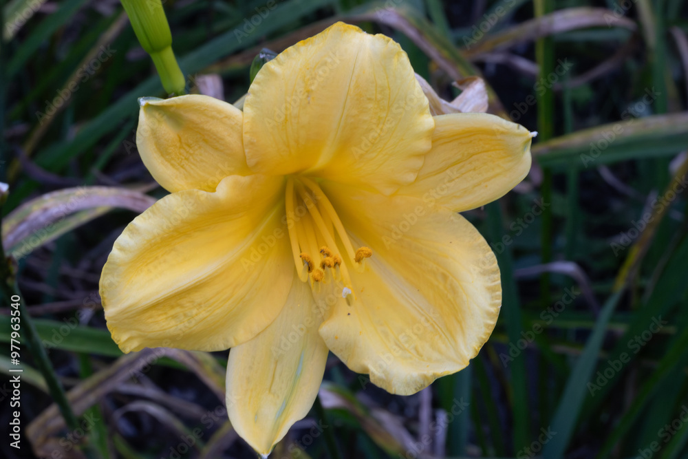 Fototapeta premium CABEZA DE FLOR. LA FLOR ES DE COLOR AMARILLO. NATURAL. FONDO OSCURO. CONTRASTE. HEMEROCALLIS. LIRIO DE RIO.